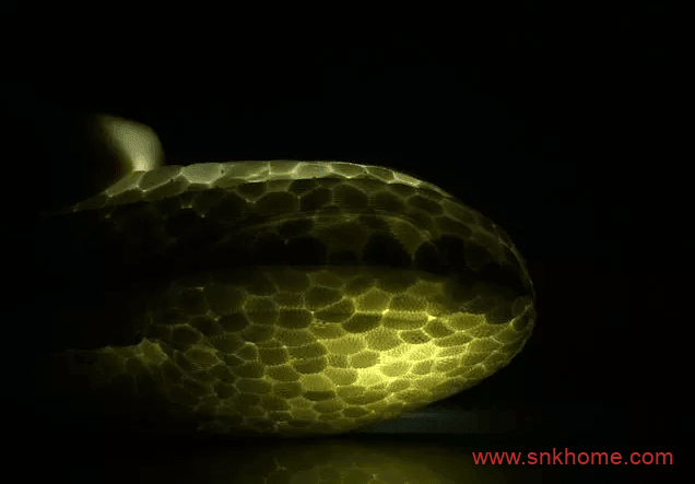 什么是Boost?什么是真爆、东莞爆、莆田爆?什么是纯原巴斯夫?进口巴斯夫真爆