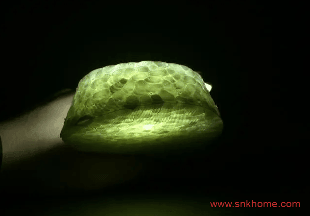 什么是Boost?什么是真爆、东莞爆、莆田爆?什么是纯原巴斯夫?进口巴斯夫真爆